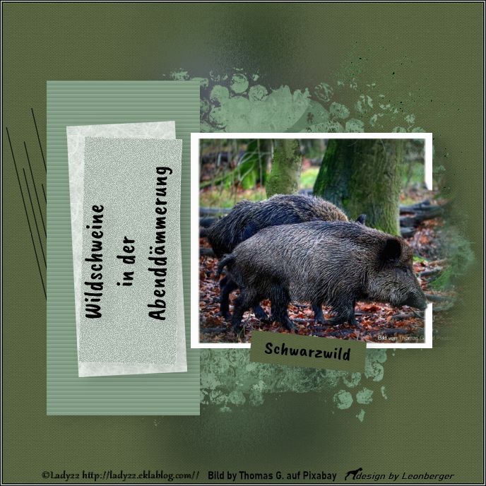 Tierwelten WA 41/2025